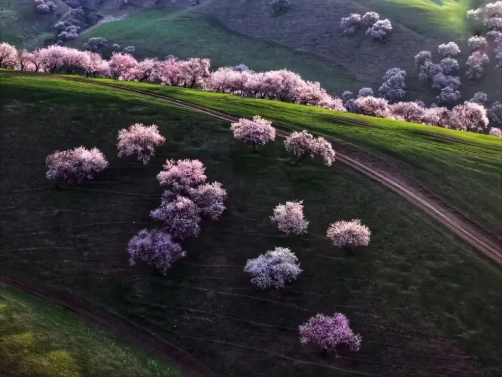 What is Turgen Apricot Valley