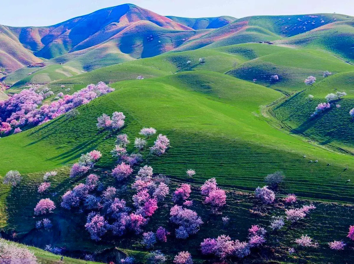Ultimate Travel Guide to Xinjiang Turgen Apricot Valley
