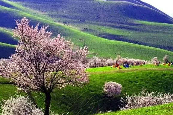 Ultimate Travel Guide to Xinjiang Turgen Apricot Valley