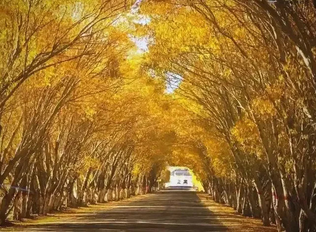 2026 Ultimate Self-Driving Guide for Foreign Travelers on Xinjiang’s Desert Highway