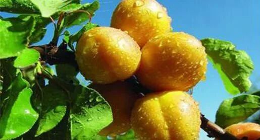 Hami Melon and Xinjiang’s Sweet Side: A Guide to the Region’s Melons, Grapes, and Fruit