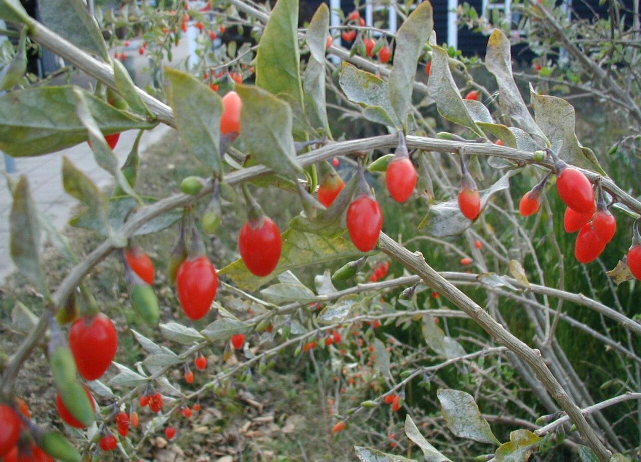 Bright red goji berries hanging on the branch before harvest