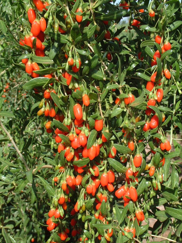 Ripe red goji berries ripening on the bush in China