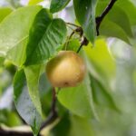A single Korla pear hanging on a leafy branch with dewdrops
