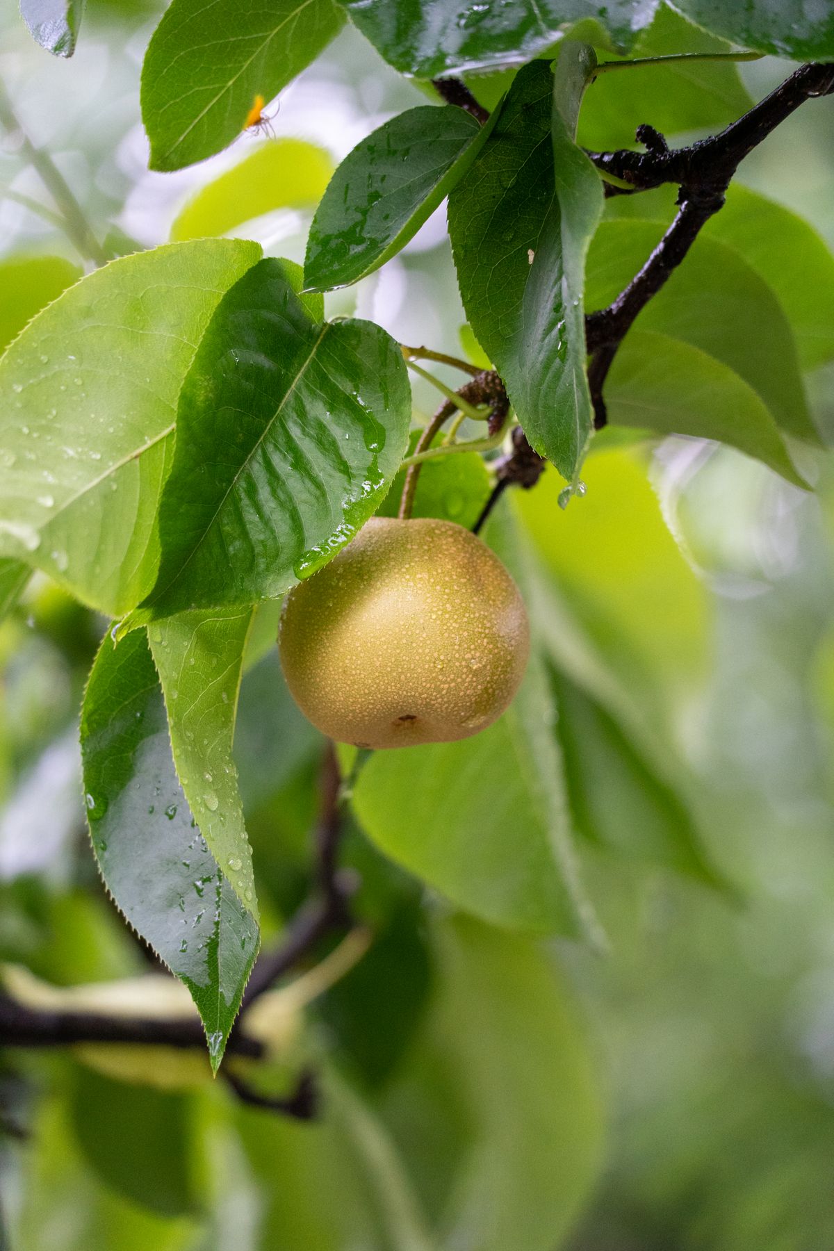 A single Korla pear hanging on a leafy branch with dewdrops