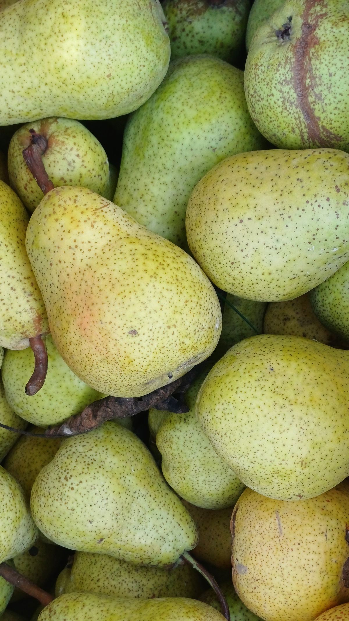 A pile of ripe Korla pears with green-gold skin and light russeting
