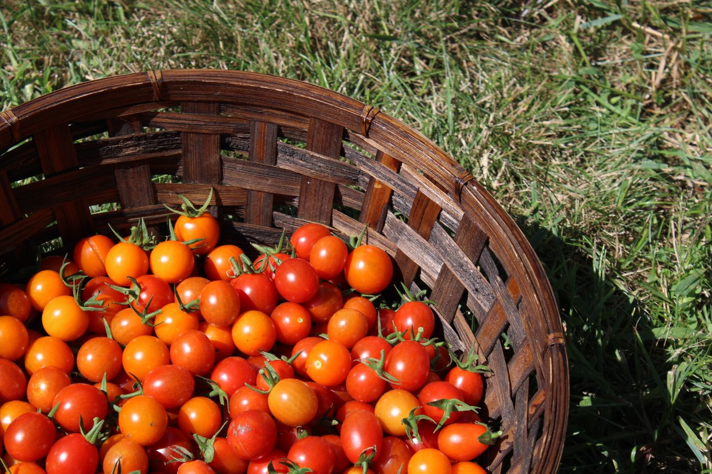 A woven basket filled with ripe red tomatoes picked at harvest