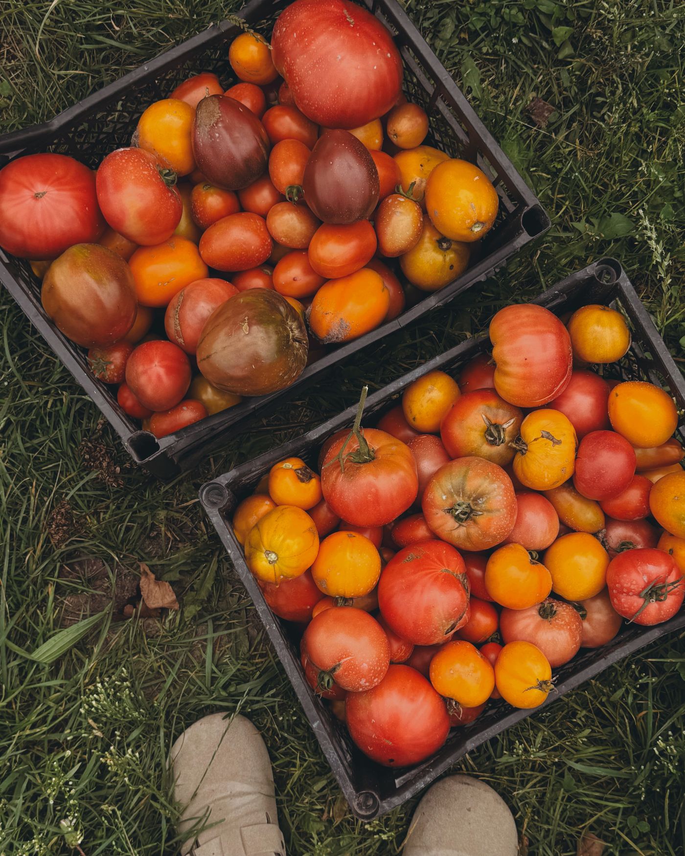 Crates of freshly harvested red and orange tomatoes on a farm