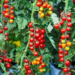 Vines heavy with ripe red tomatoes growing in a sunlit field
