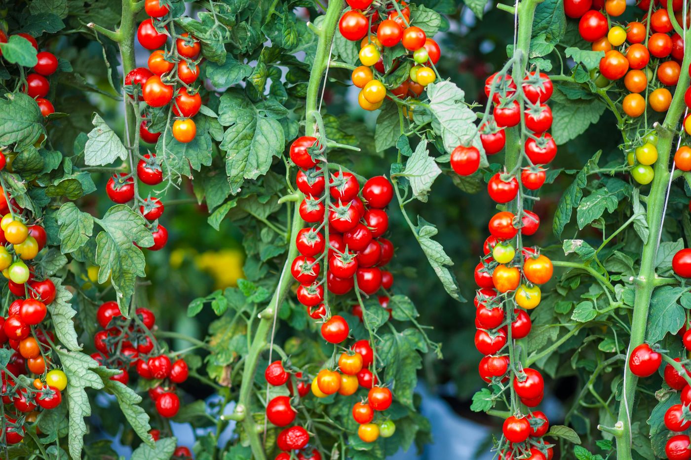 Vines heavy with ripe red tomatoes growing in a sunlit field