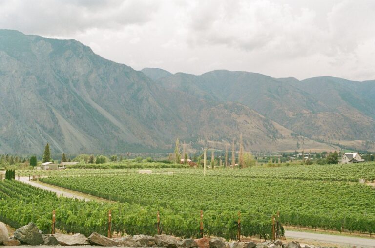 Vineyard rows at the foot of arid mountains in Xinjiang's desert north