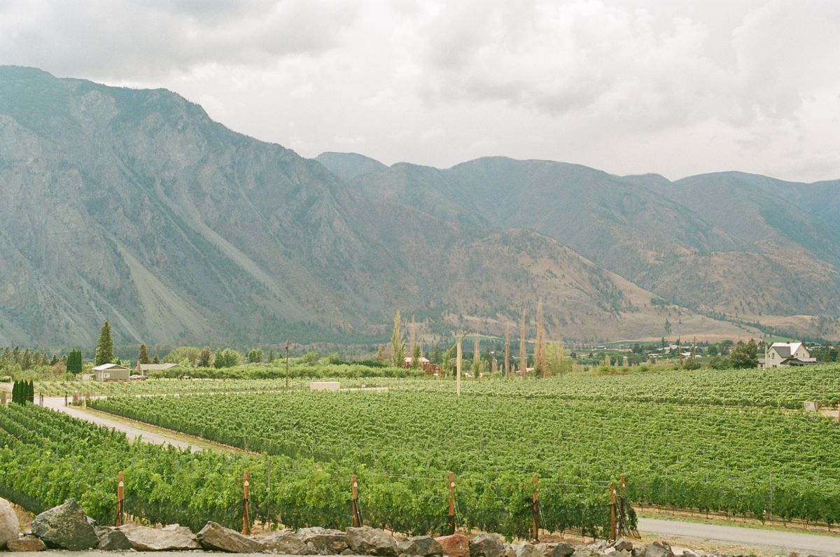 Vineyard rows at the foot of arid mountains in Xinjiang's desert north