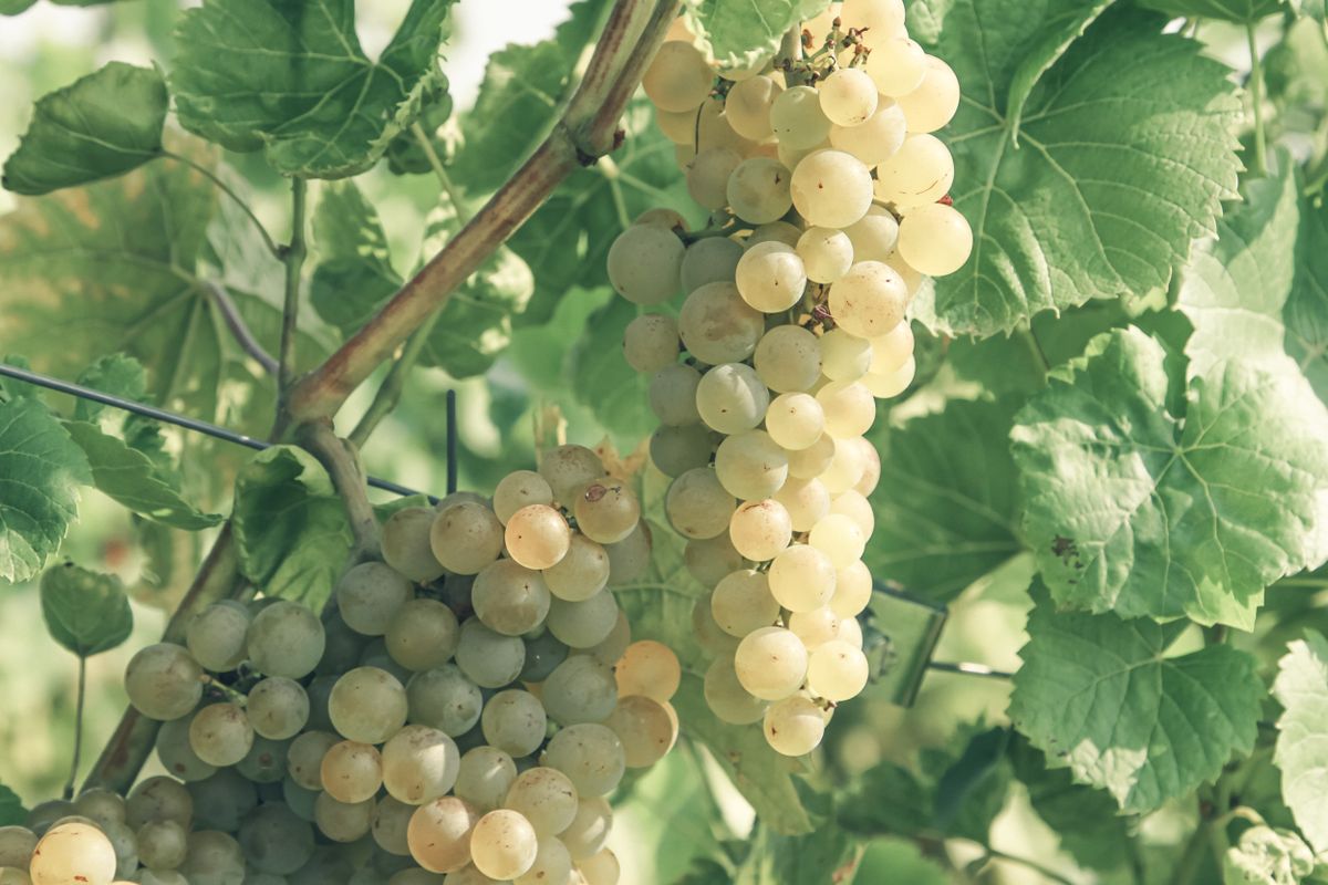 Ripe white wine grapes hanging on the vine in a Xinjiang vineyard
