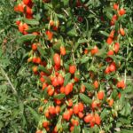 Ripe red goji berries on the branch in Xinjiang